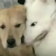 羽梦铭