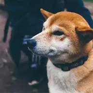 魂淡菌