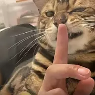 白雾紅尘