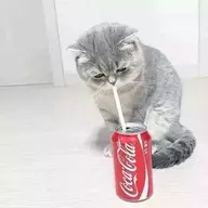 MapleSugar365