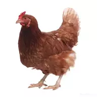 萝卜肉丝