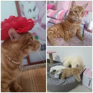 爱吃大菠萝