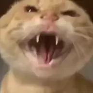 1447828441