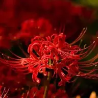 firedivine