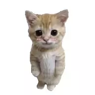 翁 若轩