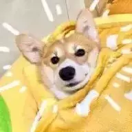 爪子大王