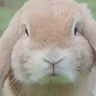 Bunny死肥宅
