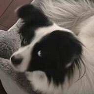 落叶.