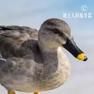 可爱的小甜甜
