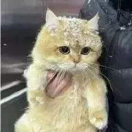 橙猫猫