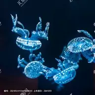 瓶装水母