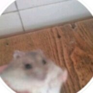 wsed