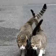 一只有梦想的猫