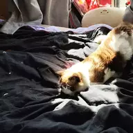 miniiii