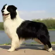 WOWGT