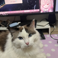 Shiina__