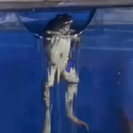 無盡之神
