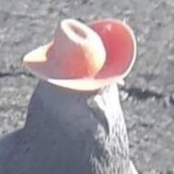 咕咕不会咕咕