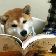 阿巴阿巴呀