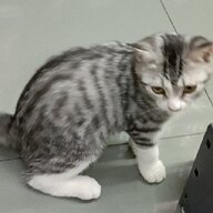 黄衍