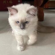 粥粥zhouzhou