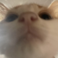 Milo