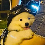 叶裟