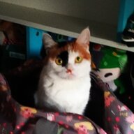 滑膛猫
