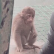 胡桃味道的桃