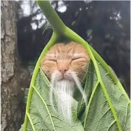xzl大番茄
