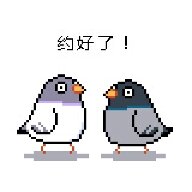 南极洲禽鸟