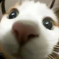 空白白