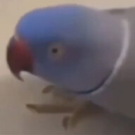 鹇潦