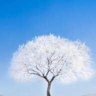 白执