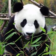 牛牛的牛至