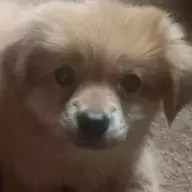 XG狗军