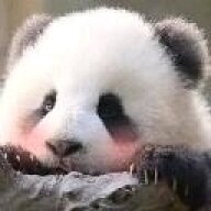 CutePanda
