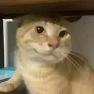 hxyzg