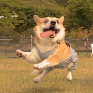 dingshangyue