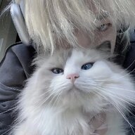 黎京奥666
