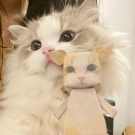 水赤星