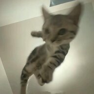 积极药段勒