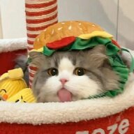 猫猫111