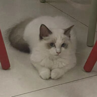 xiaoman20190101