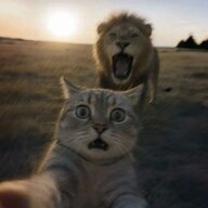 pander