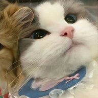 qqer