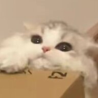 不 鸽各种