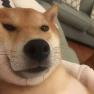 学不懂的哈士奇