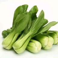 飞鱼丸2333