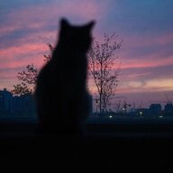 氕氘氚的猫